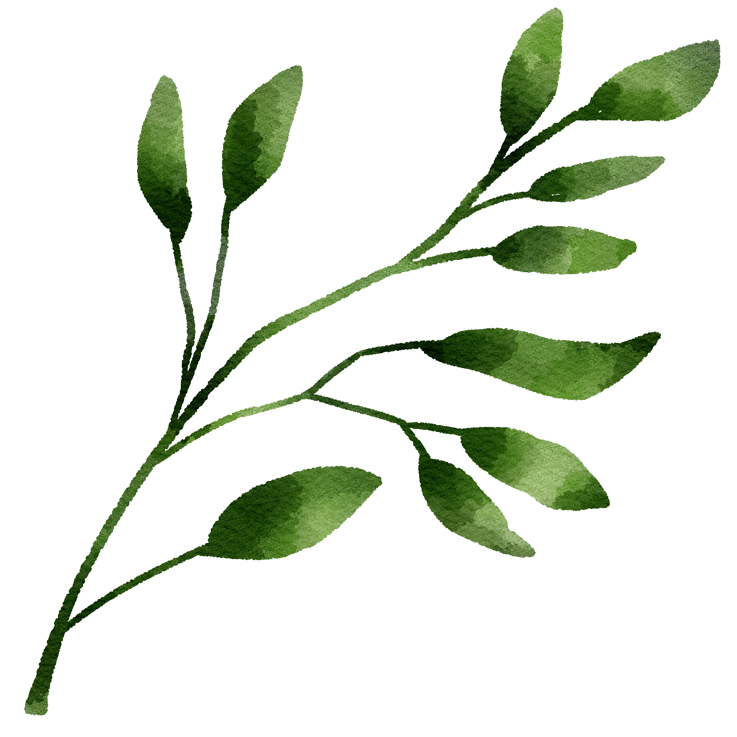 Watercolor illustration of green leaves on a branch.