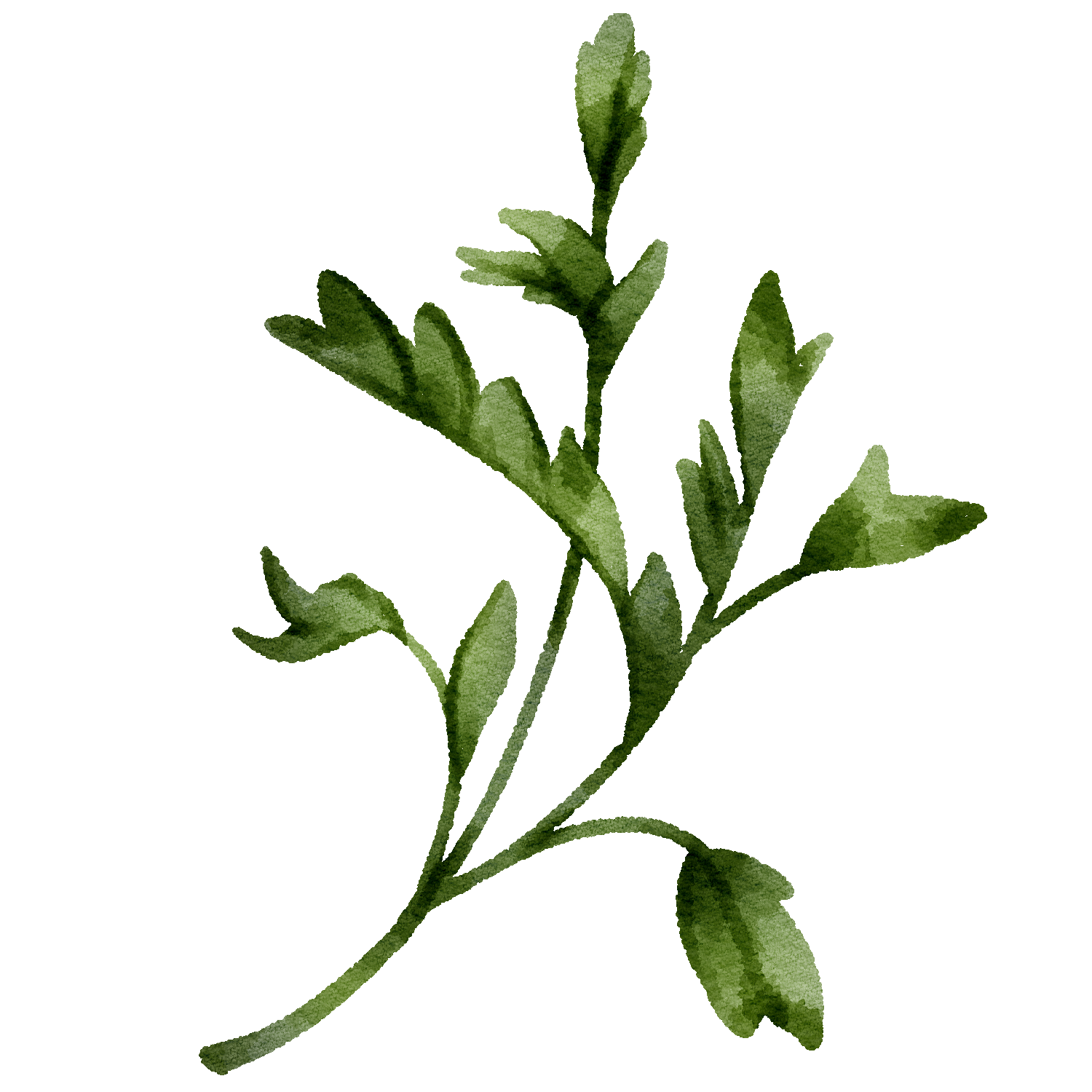 Watercolor illustration of green parsley sprig.