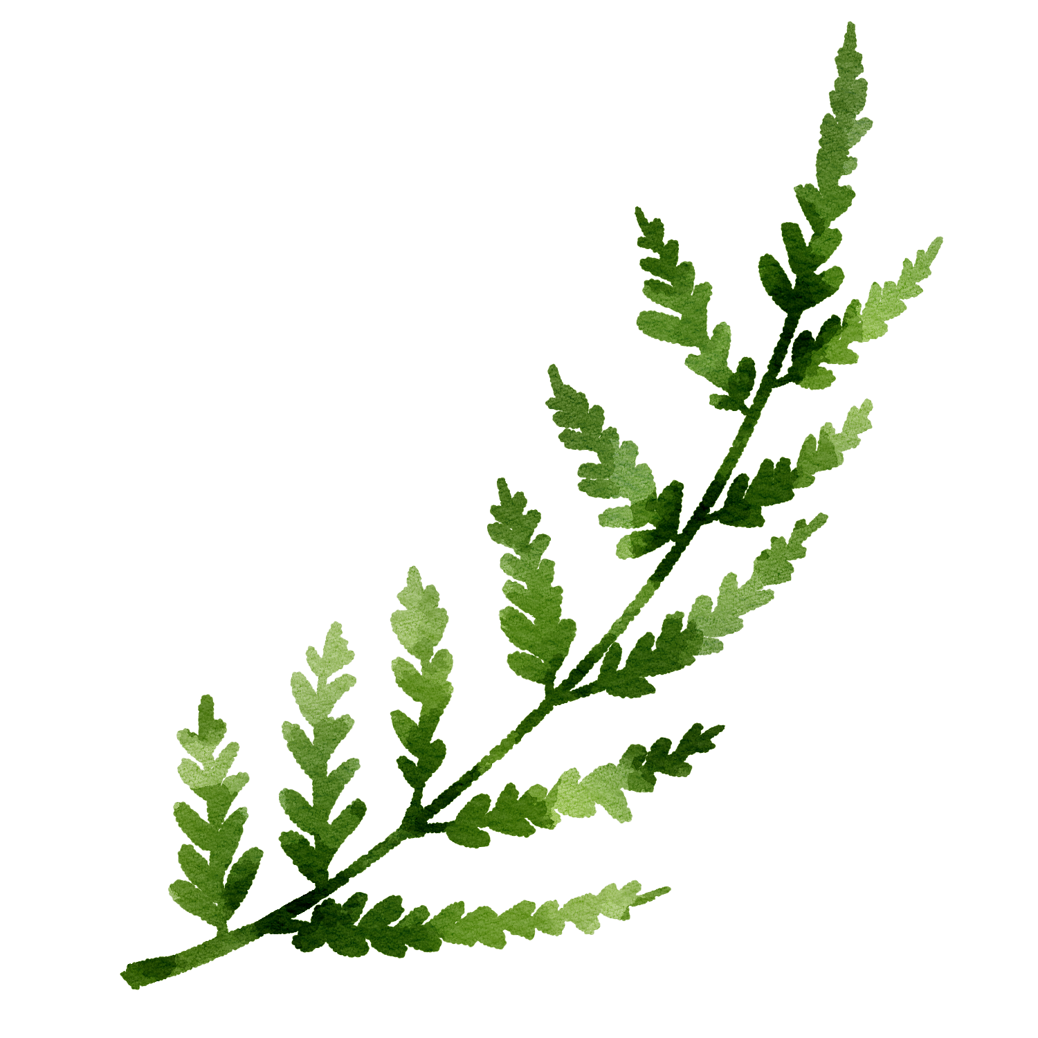 Watercolor fern branch, green leaves, white background.