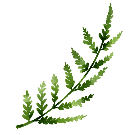 Watercolor fern branch, green leaves, white background.