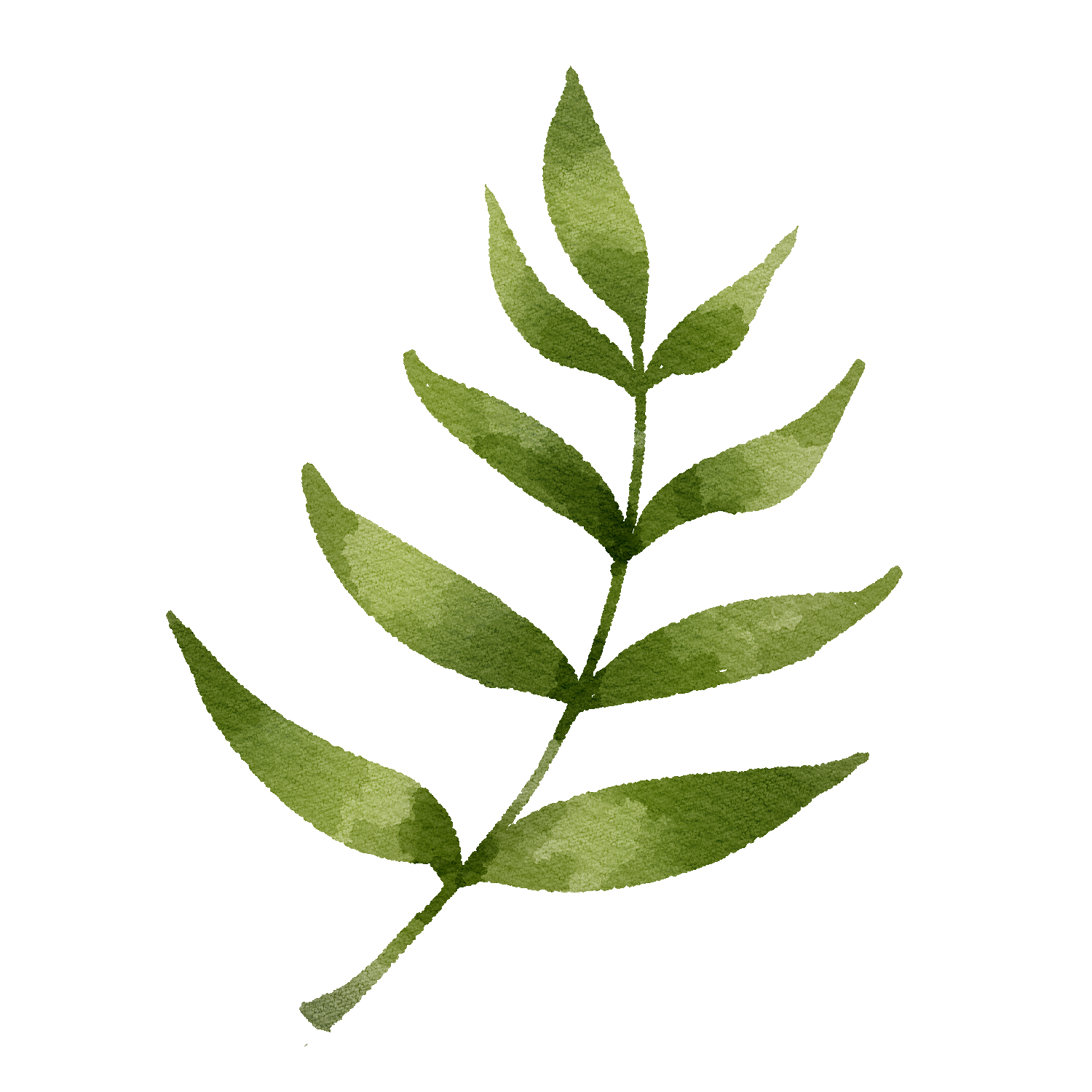Watercolor-style illustration of a green fern leaf with multiple leaflets.