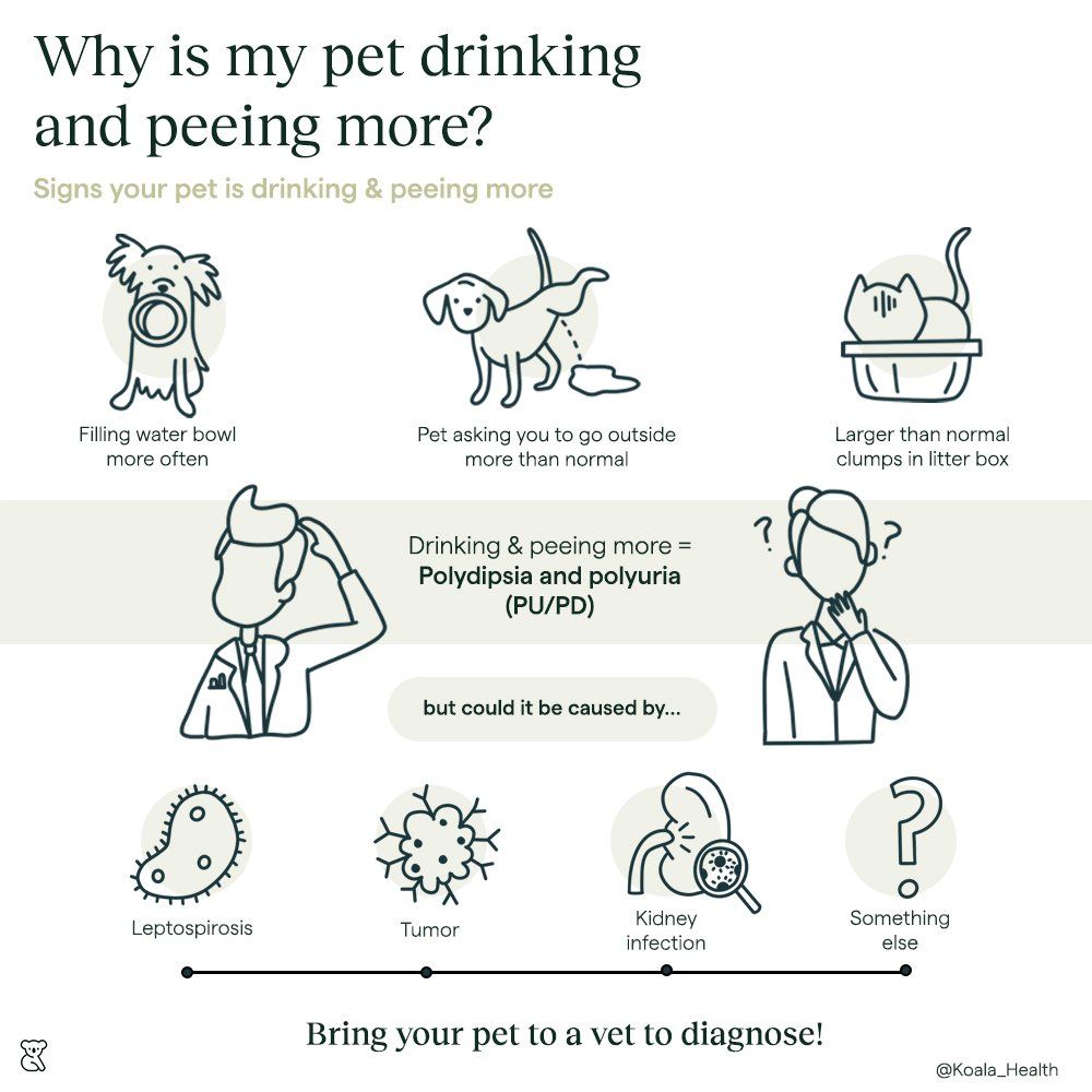 Infographic about why your dog is drinking and peeing more