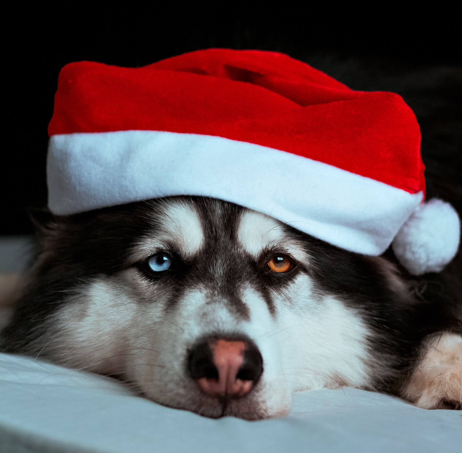 dog in santa hat for the holidays