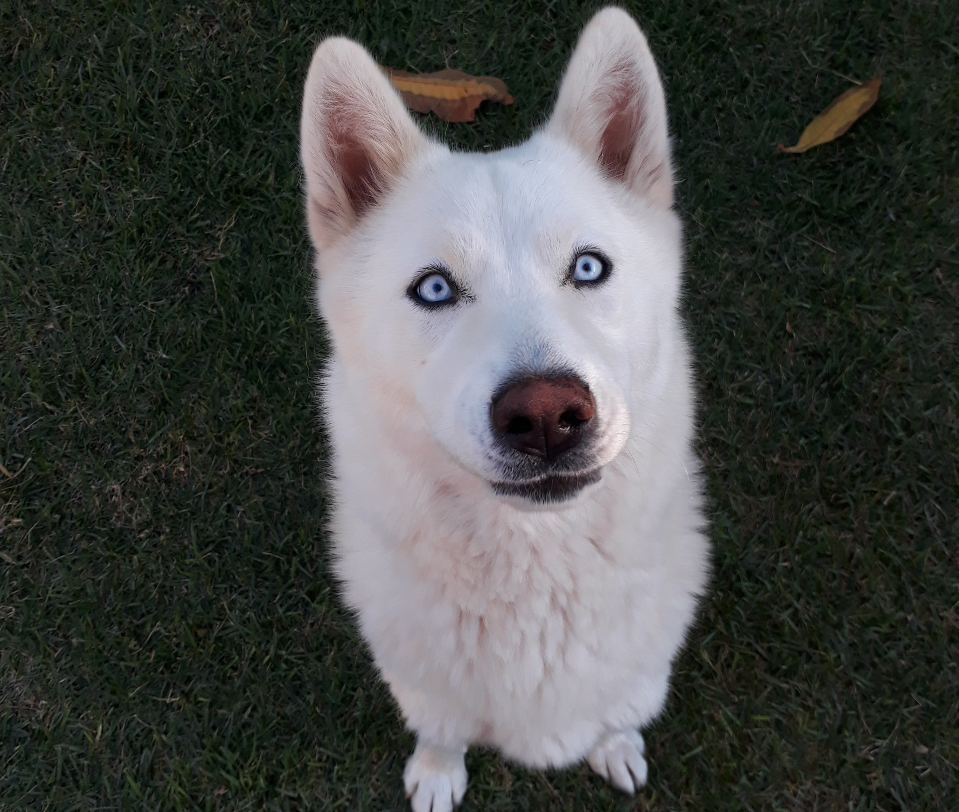 husky with bright blue dry eyes