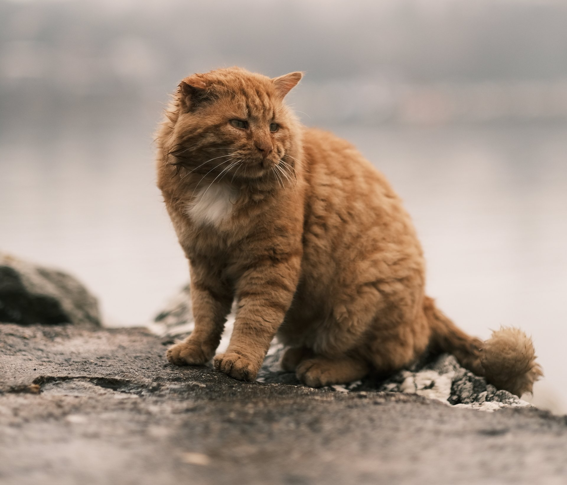 Obese Overweight Cat sitting on the ground