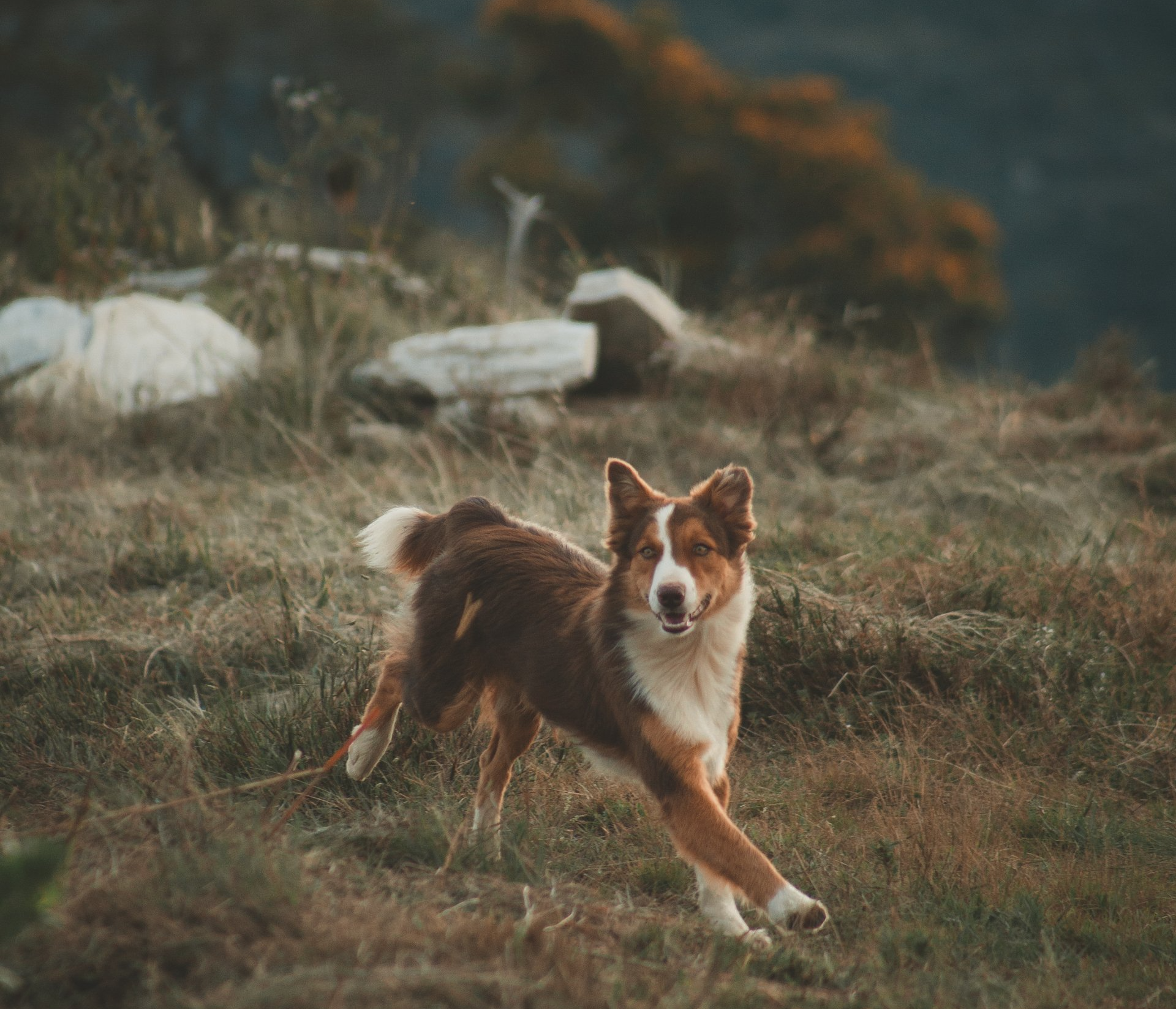 dog running in grass - seasonal allergy