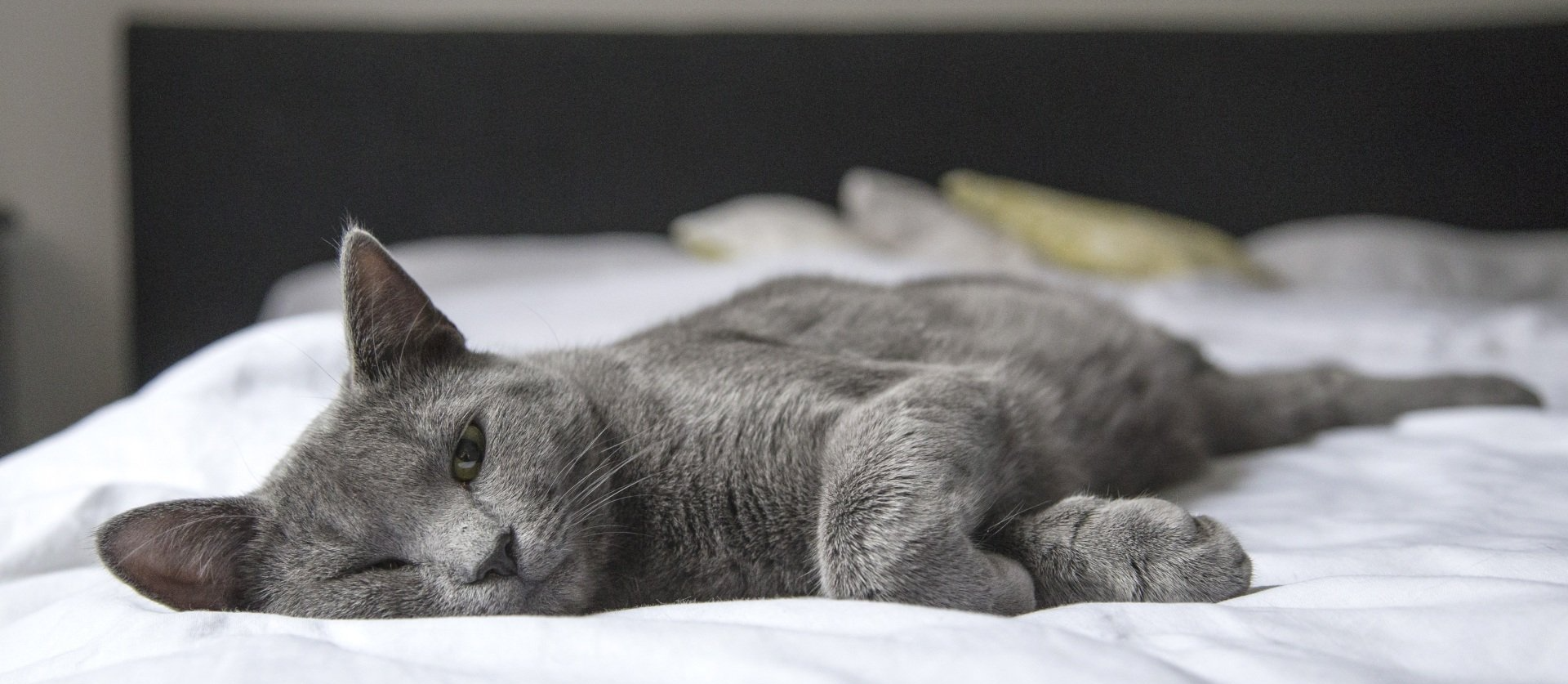 cat with hyperthyroidism laying on bed