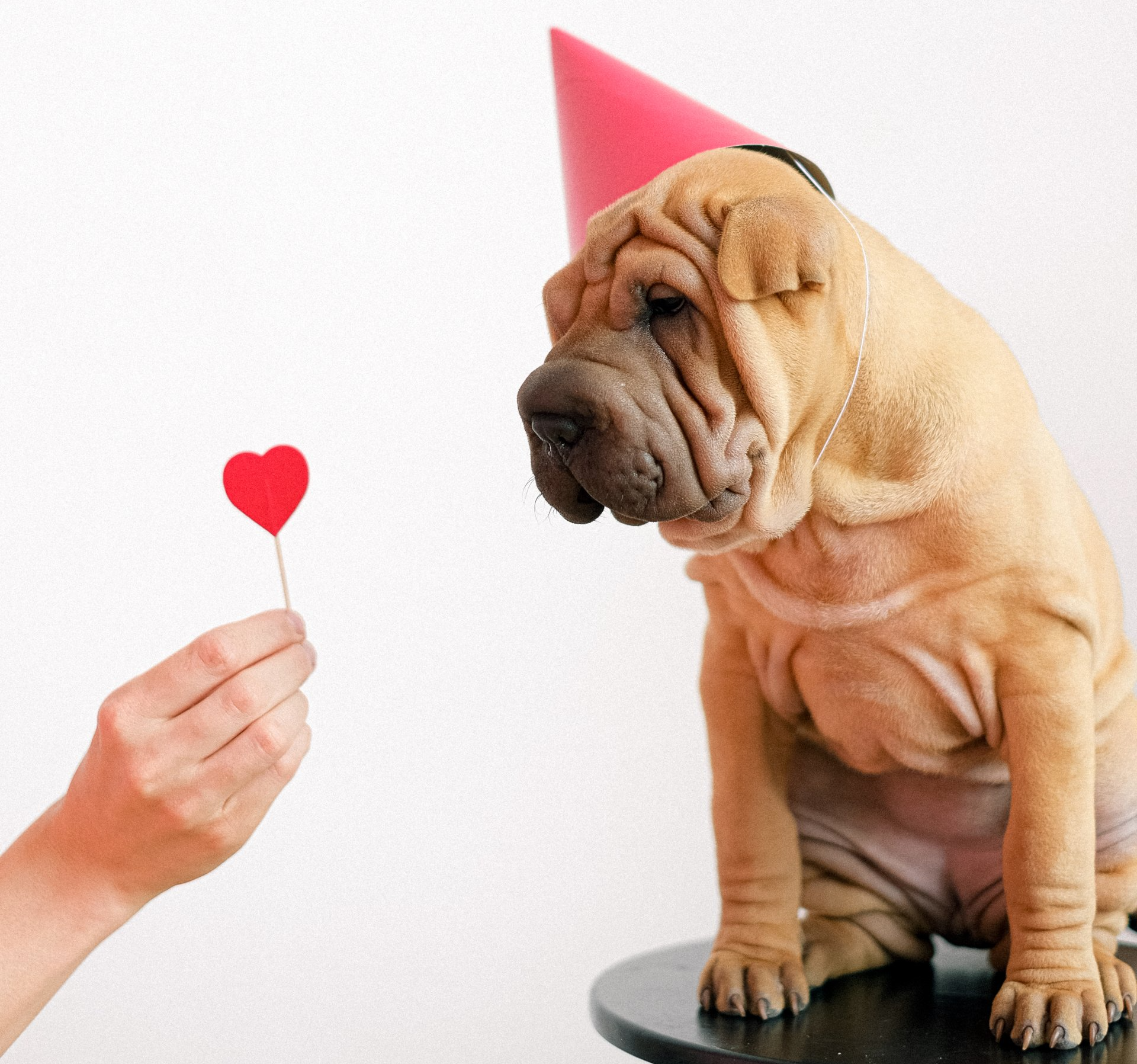 dog with birthday hat staring at heart sucker