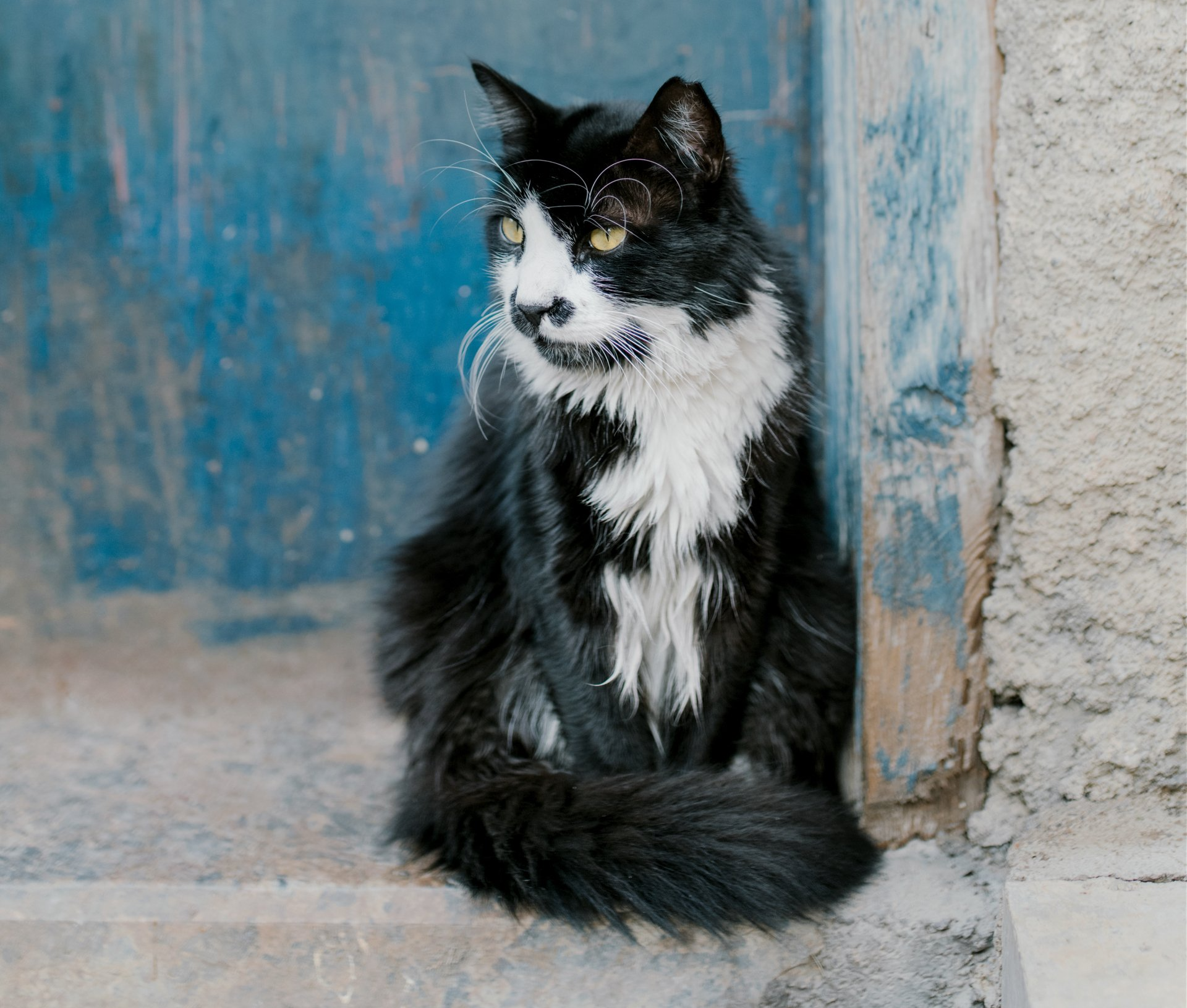 Old Senior Cat sitting on the floor