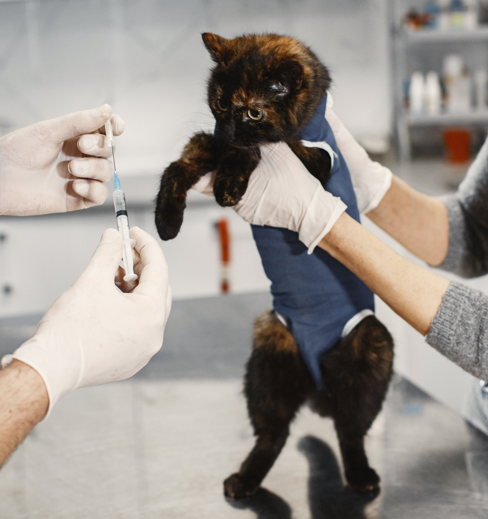 Cat getting a vaccine shot from the veterinarian