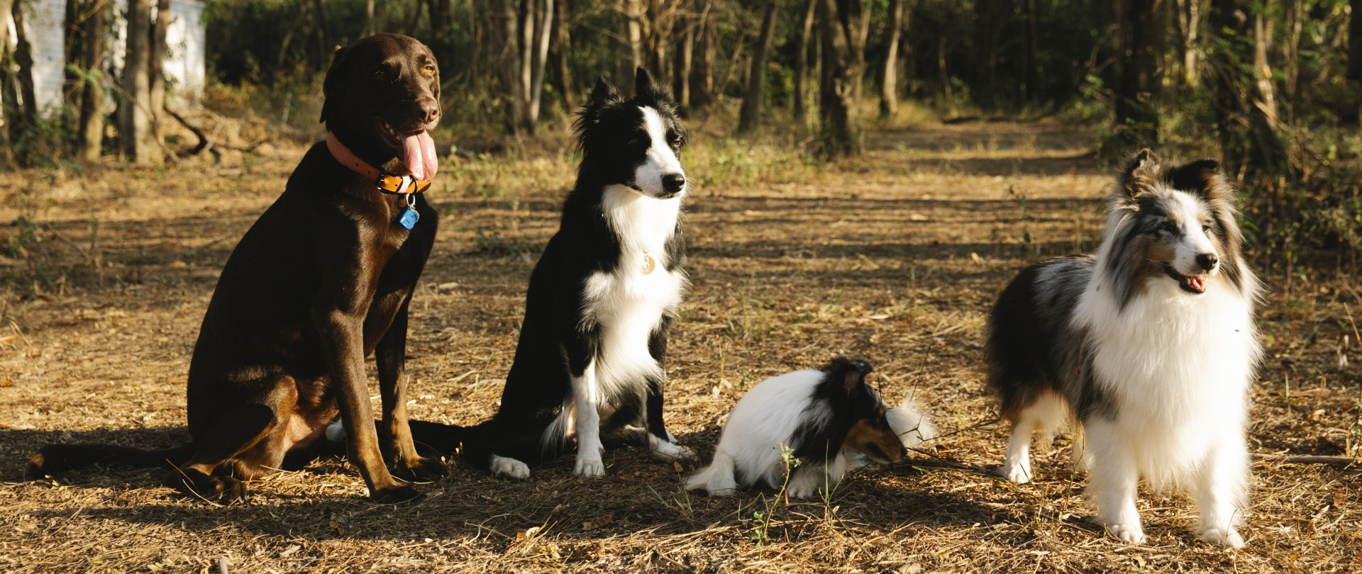 Collies laying in the grass