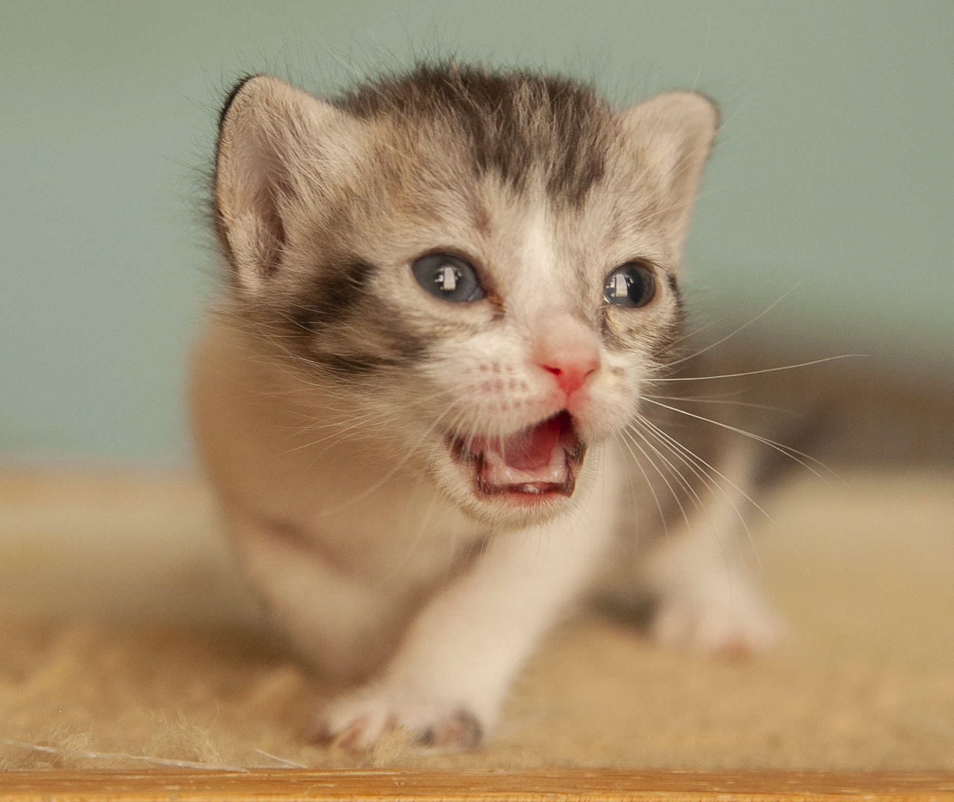 cat showing its teeth and good dental care