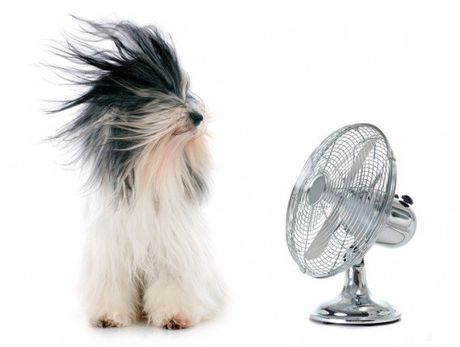 Dog in front of electric fan — ventilation in Woonsocket, RI