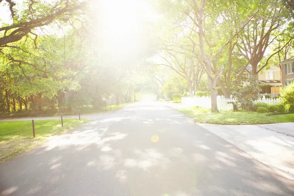 Sun-drenched road lined with trees, creating a tunnel effect, with a bright, hazy sky visible.