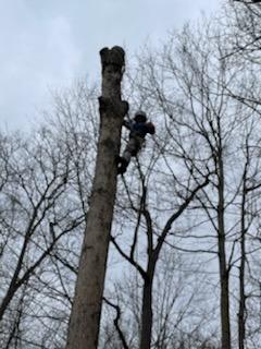 Brown trees and a man — Wayne, NJ — Mountain View Tree Service