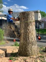 Man cutting large tree — Wayne, NJ — Mountain View Tree Service