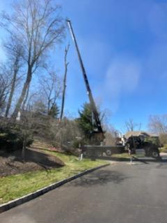Truck and tall trees — Wayne, NJ — Mountain View Tree Service