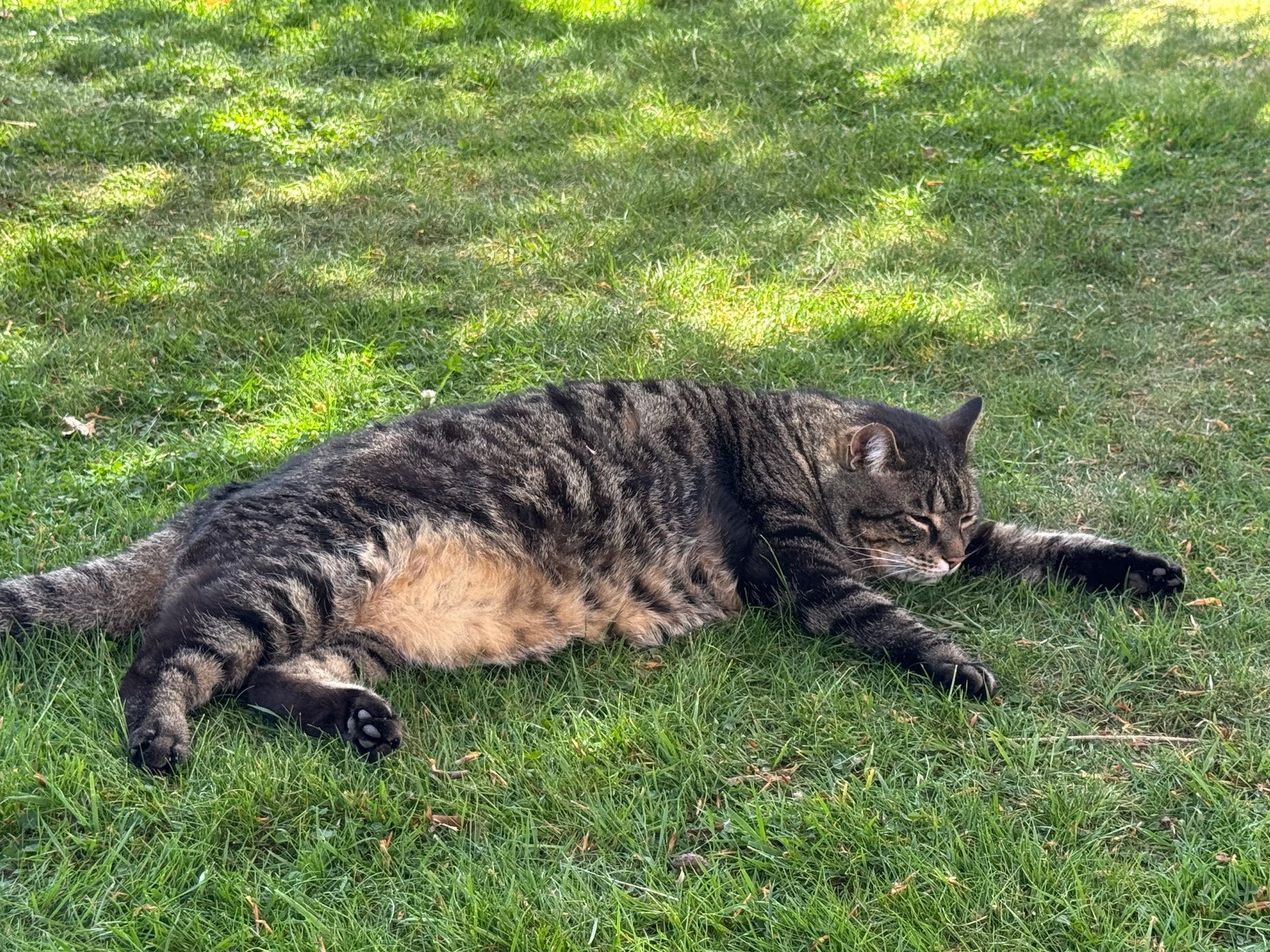 Eine Katze liegt auf einer üppigen grünen Wiese.