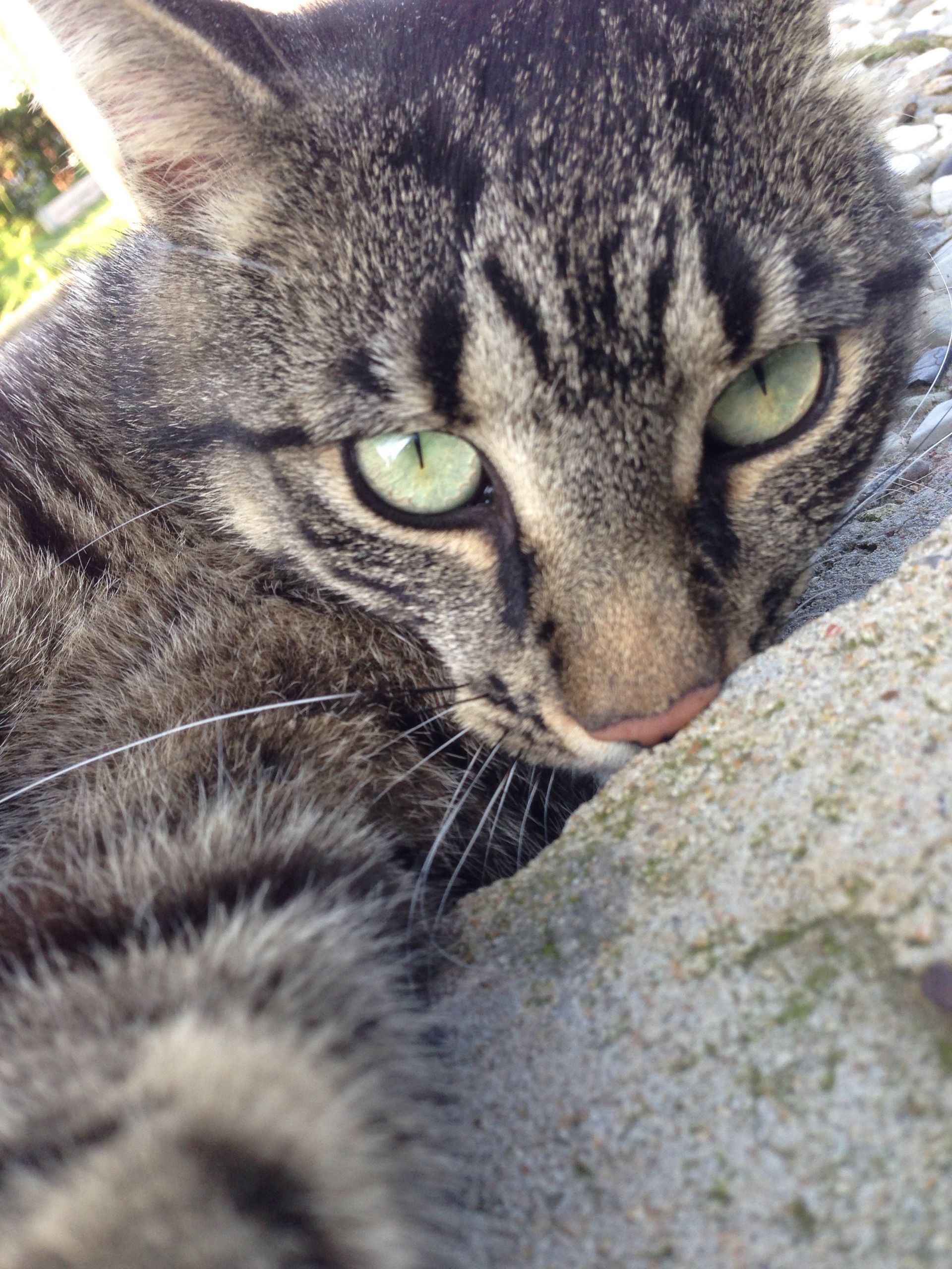 Deine Katze wird gemobbt, eine Katzenverhaltensberatung bei Dani bietet dir professionelle Hilfe