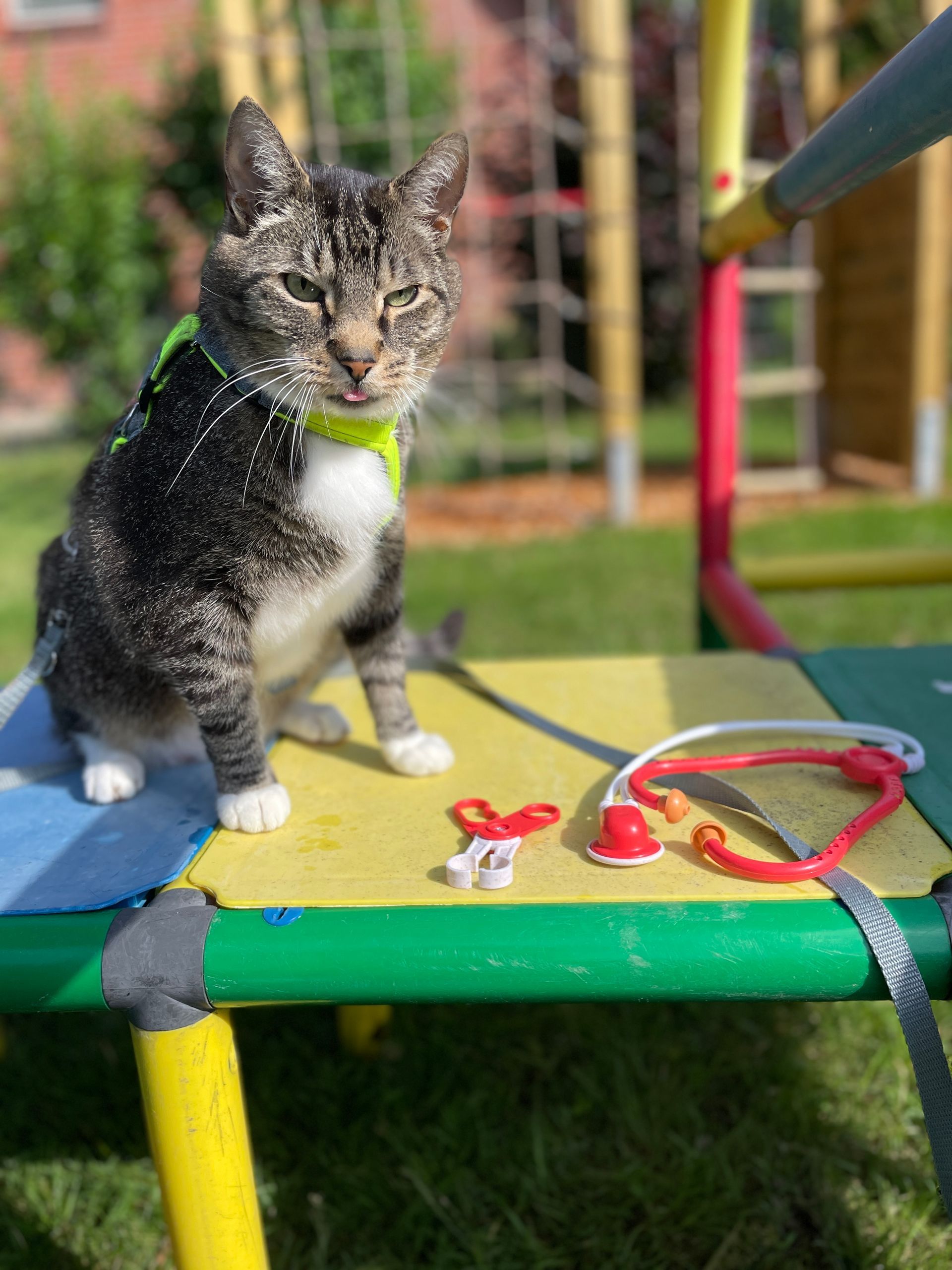A cat is sitting on a table with a stethoscope.