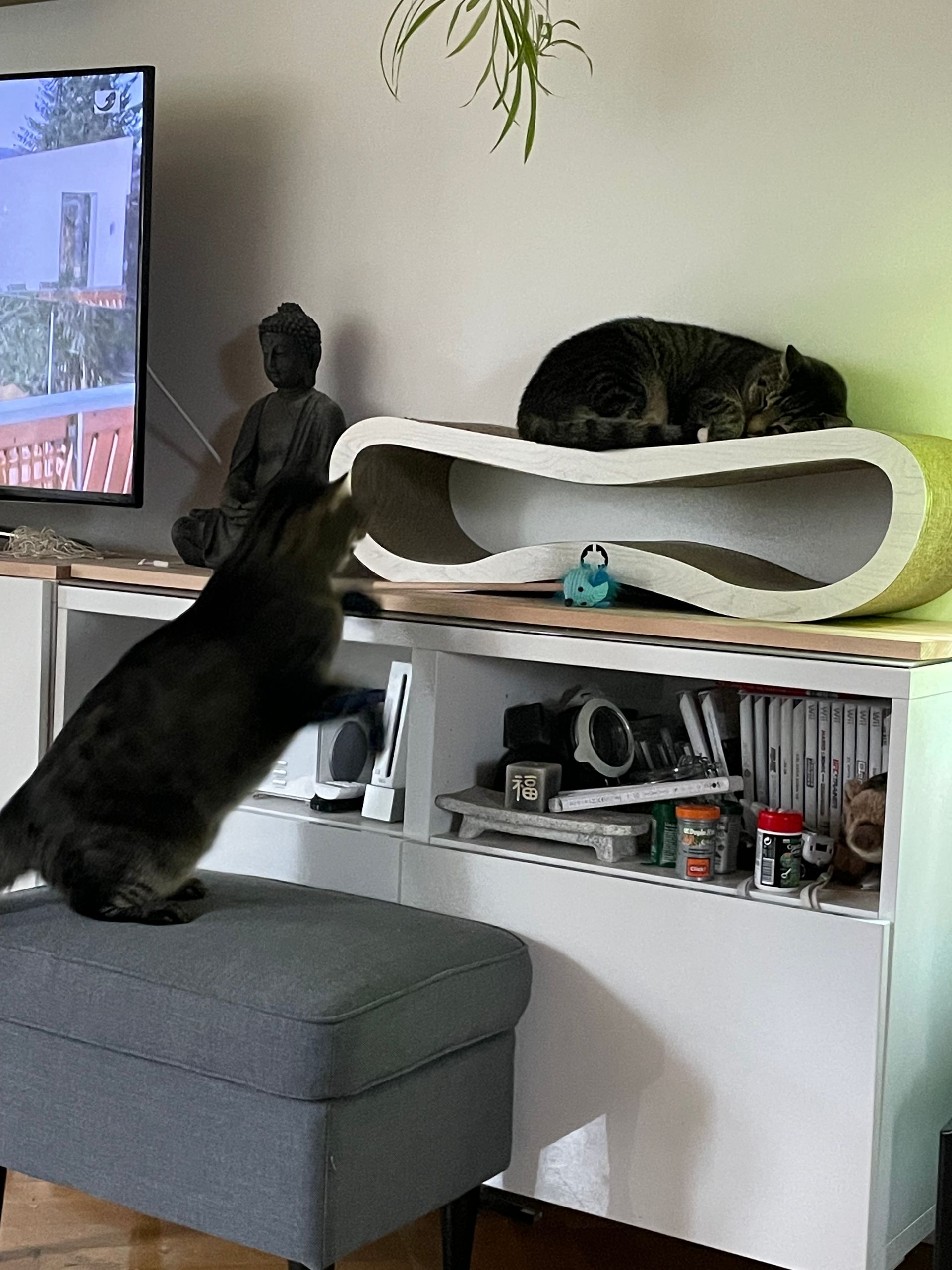 Deine Katzen streiten sich ? Eine Katzenverhaltensberatung bei Dani ist die Lösung