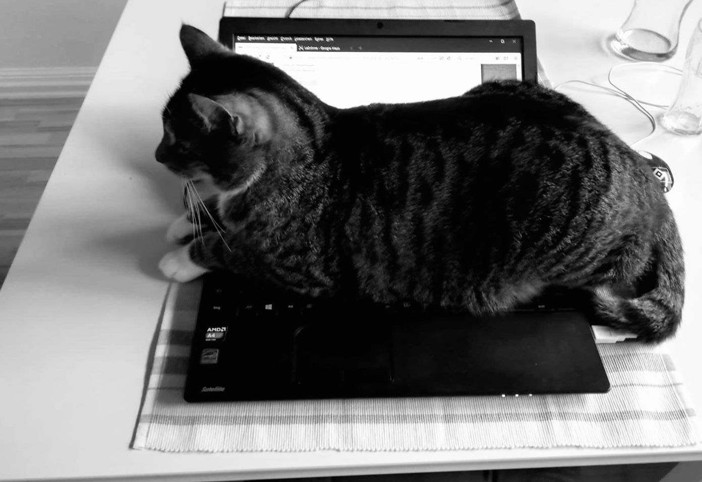 Katzenverhaltensberatung Online deutschlandweit 