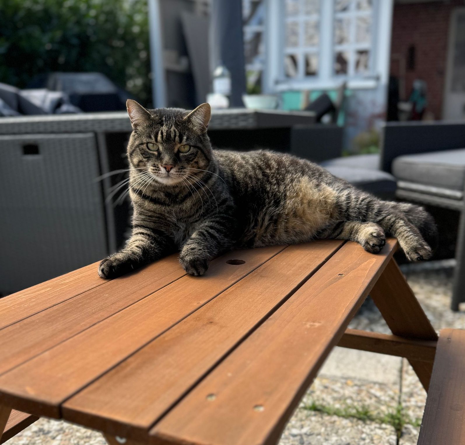 Eine Katze liegt auf einem hölzernen Picknicktisch