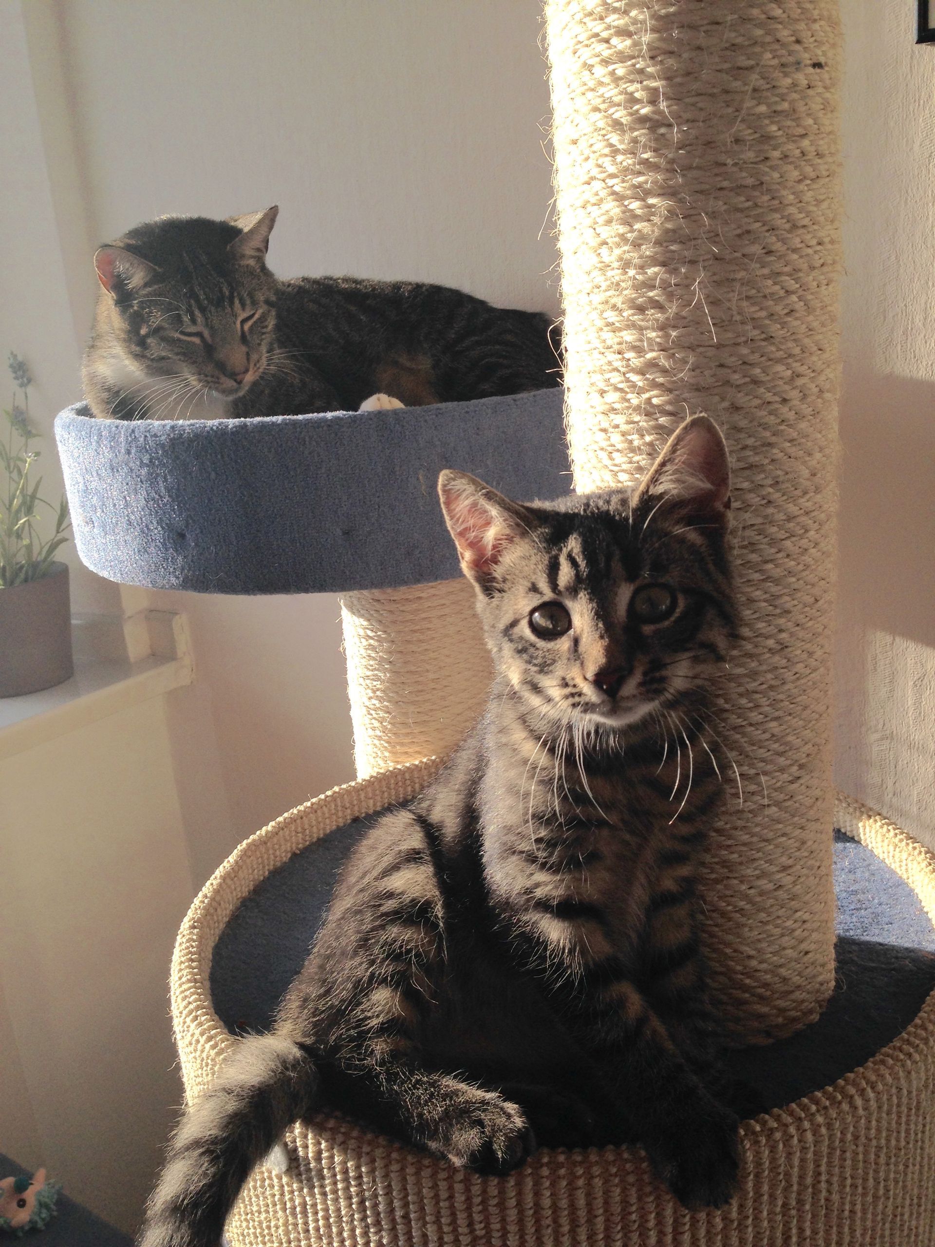 Mehrkatzenhaushalt, 2 Katzen, Streit nach Kastration, Aggression durch Geräusche, fremde Katzen