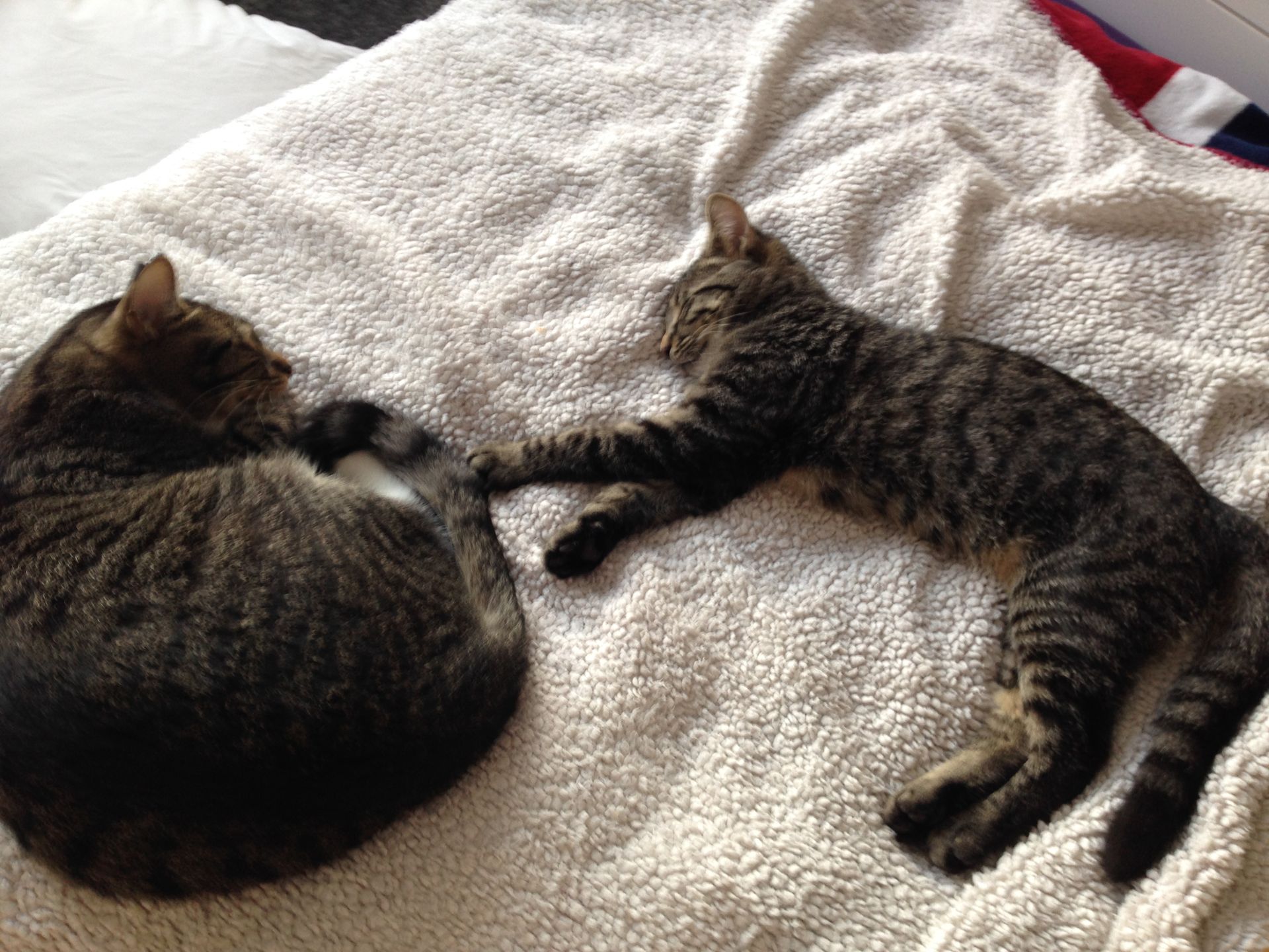 Zwei Katzen liegen auf einer Decke auf einem Bett