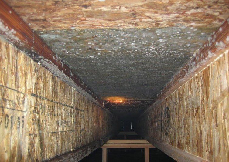 Mold In Crawl Spaces