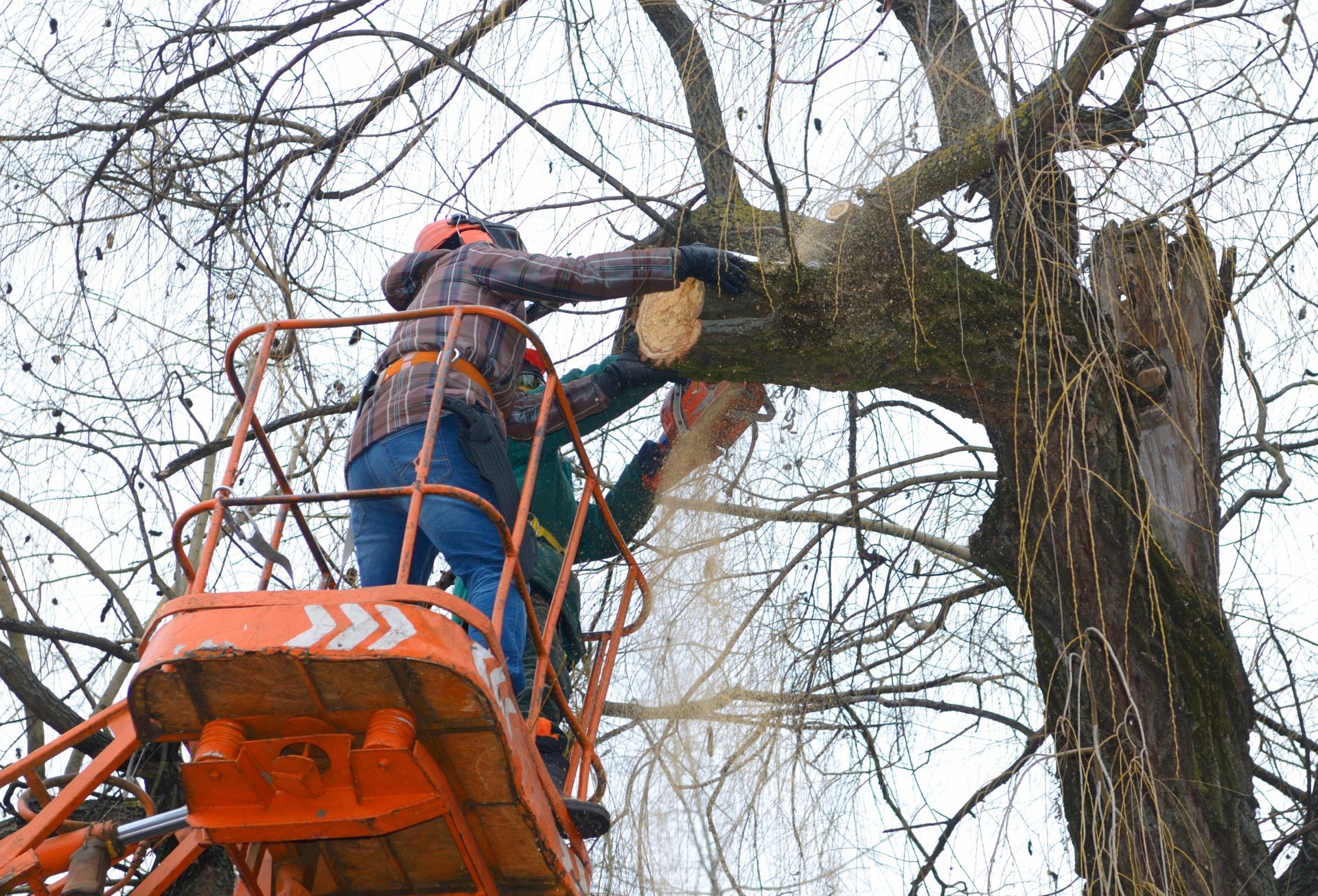 Arborist