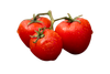 pomodori e insalata