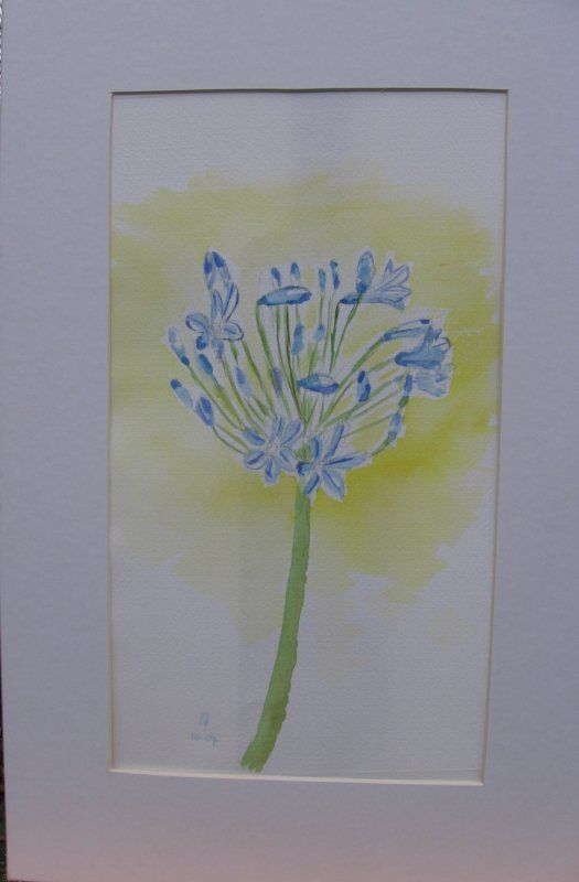 Agapanthus 40x60 cm