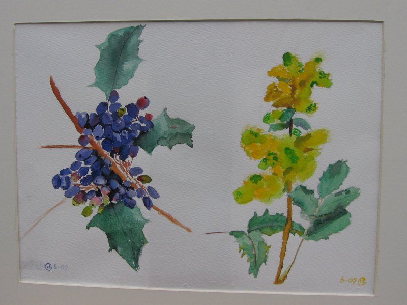 Mahoniestruik 50 x 60 cm