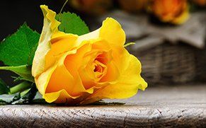 Yellow Rose - Funeral Arrangements