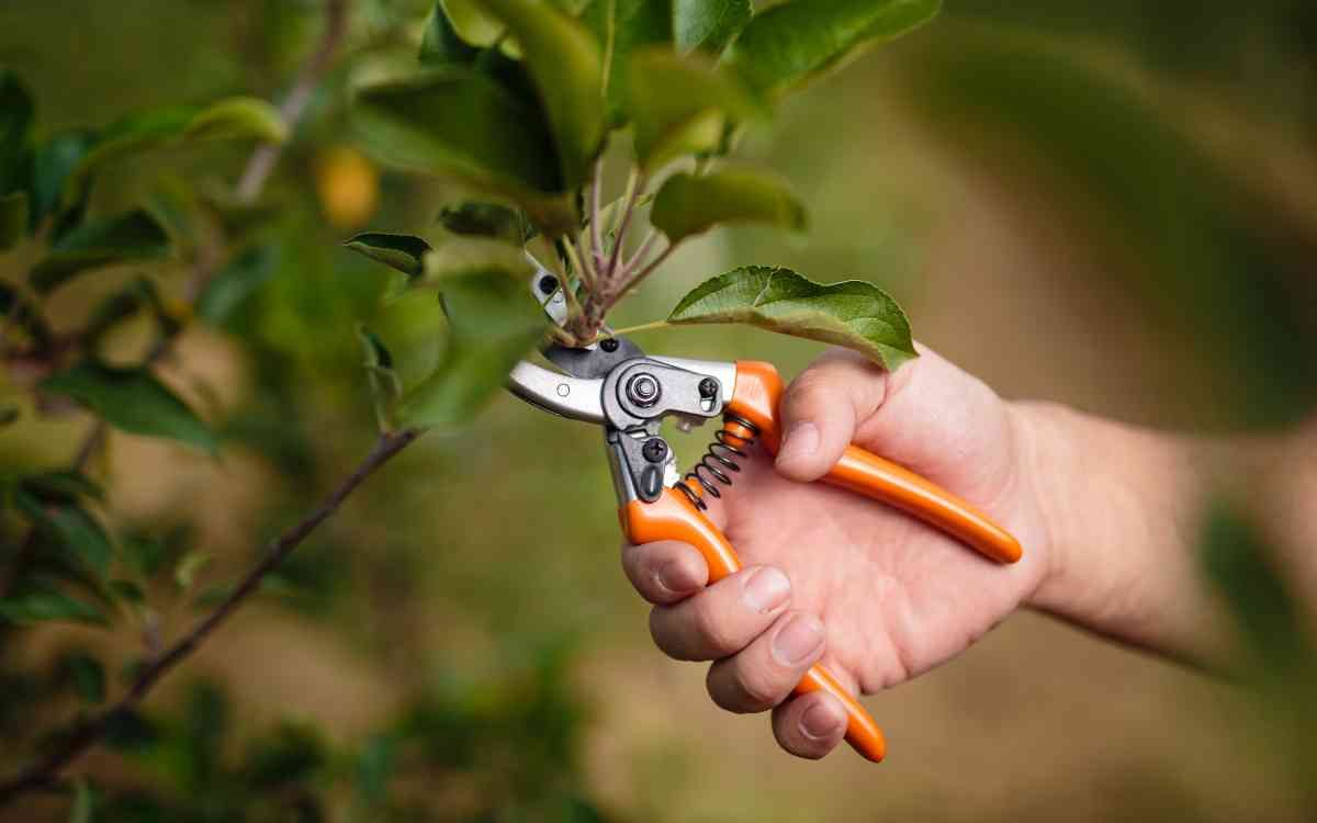 A hand holds pruning shears, cutting a branch from a leafy tree.