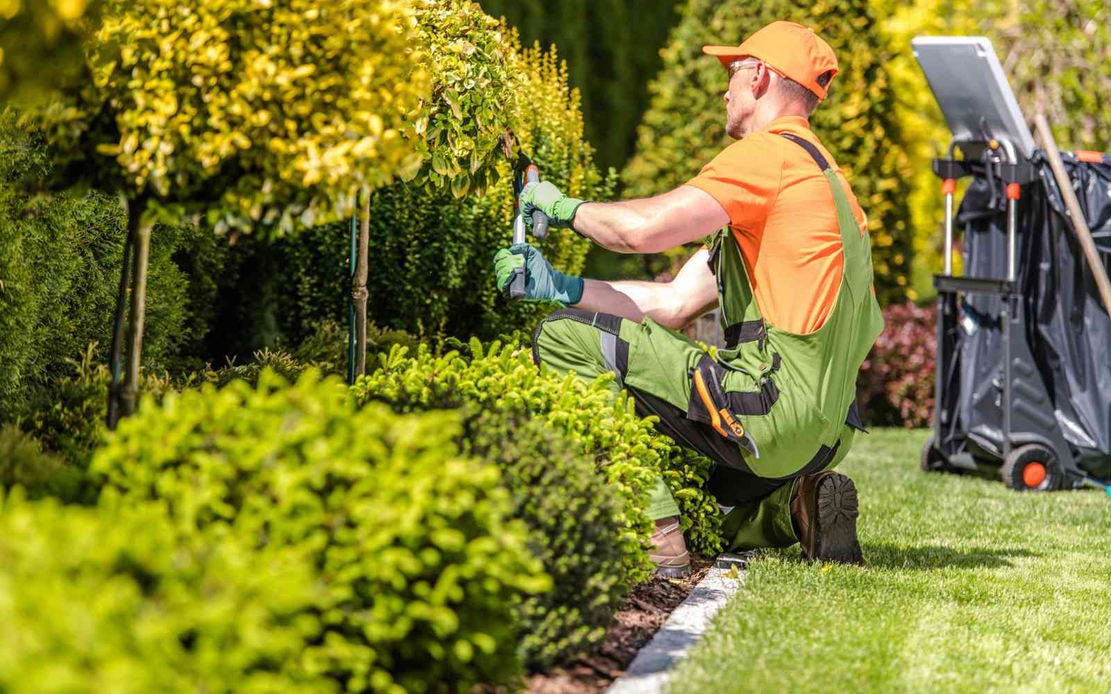 A man in green gardening overalls and an orange shirt is trimming a hedge in a garden.
