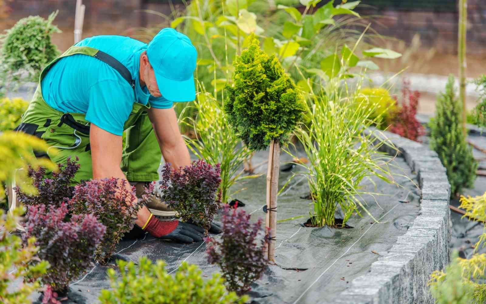A professional landscaper in teal-blue clothing is carefully planting shrubs and small trees in a garden bed lined with a dark gray stone wall.