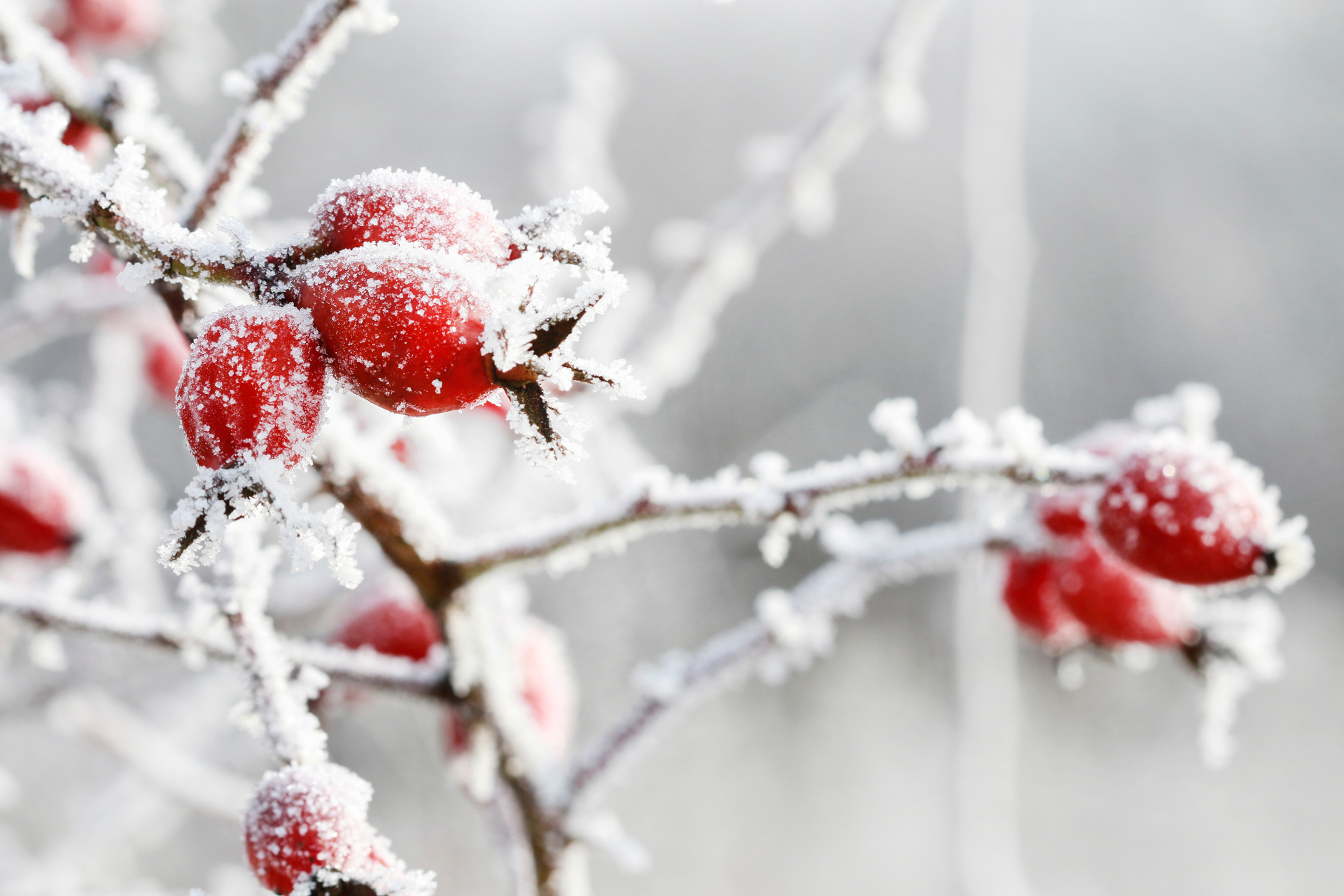 berry-tree-in-winter