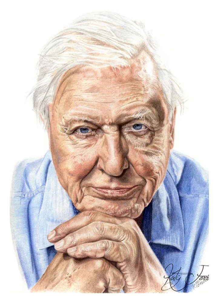 A detailed portrait of Sir David Attenborough, wearing a blue shirt, resting his chin on his clasped hands.