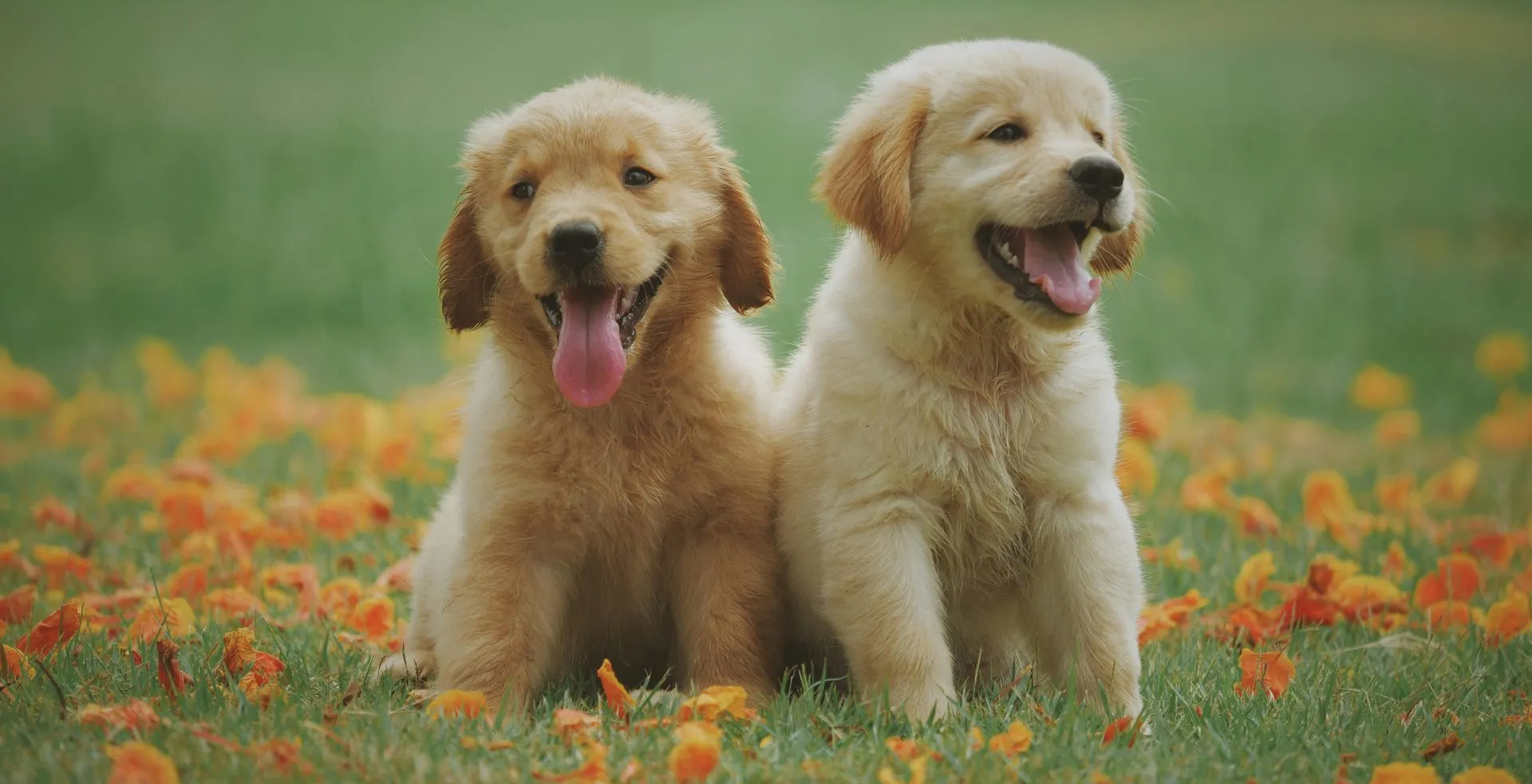 Two golden retriever puppies sit side-by-side, panting with happy expressions in a field of orange flowers.