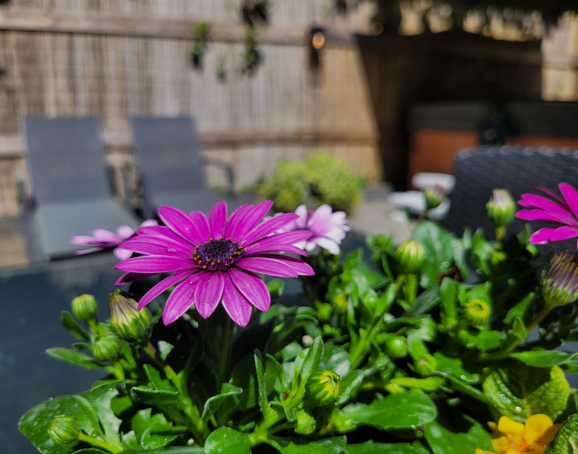 Droombos | Wellness | Tuin | Natuur