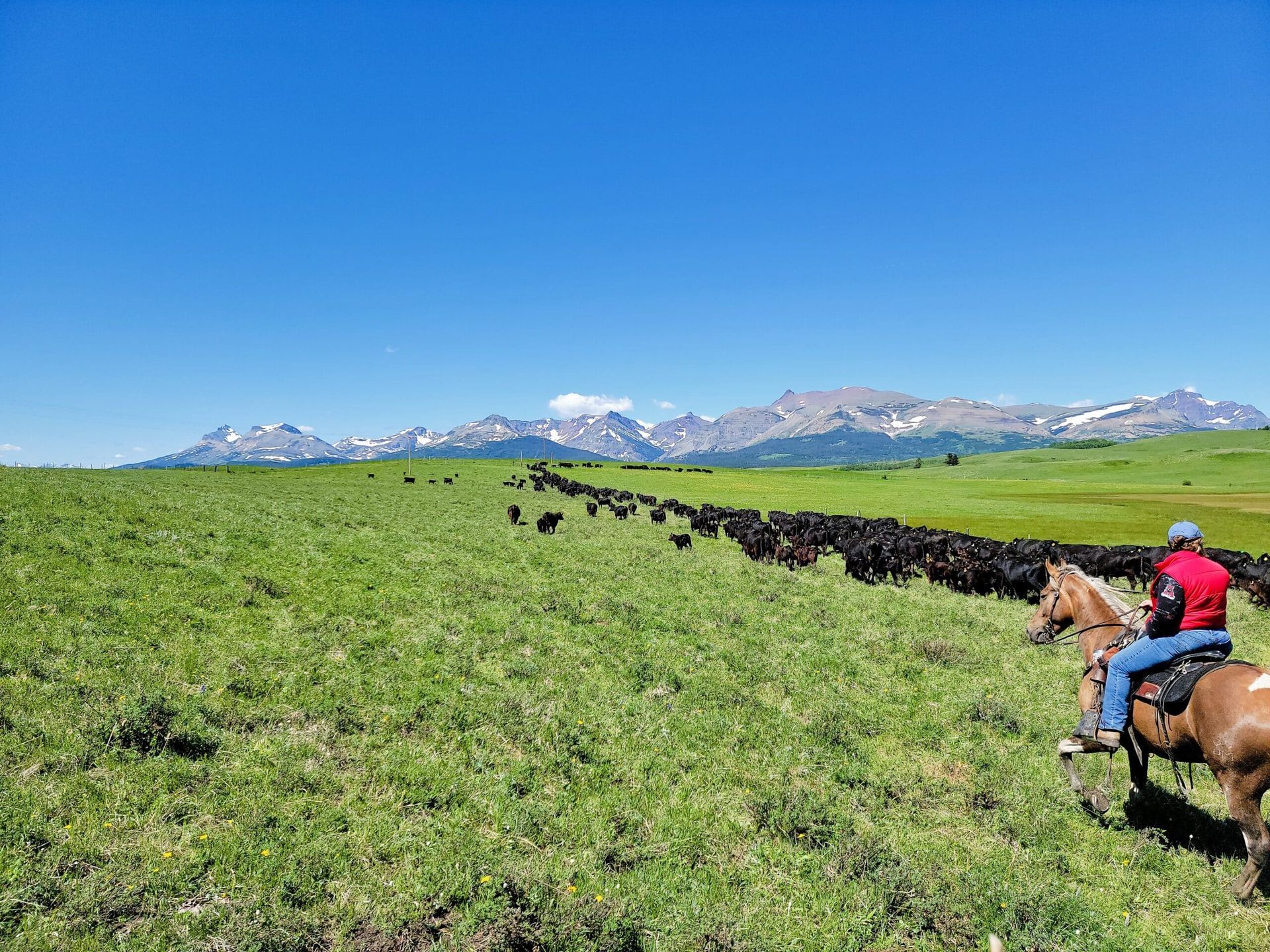 Bear Creek Guest Ranch Montana Cattle Drive