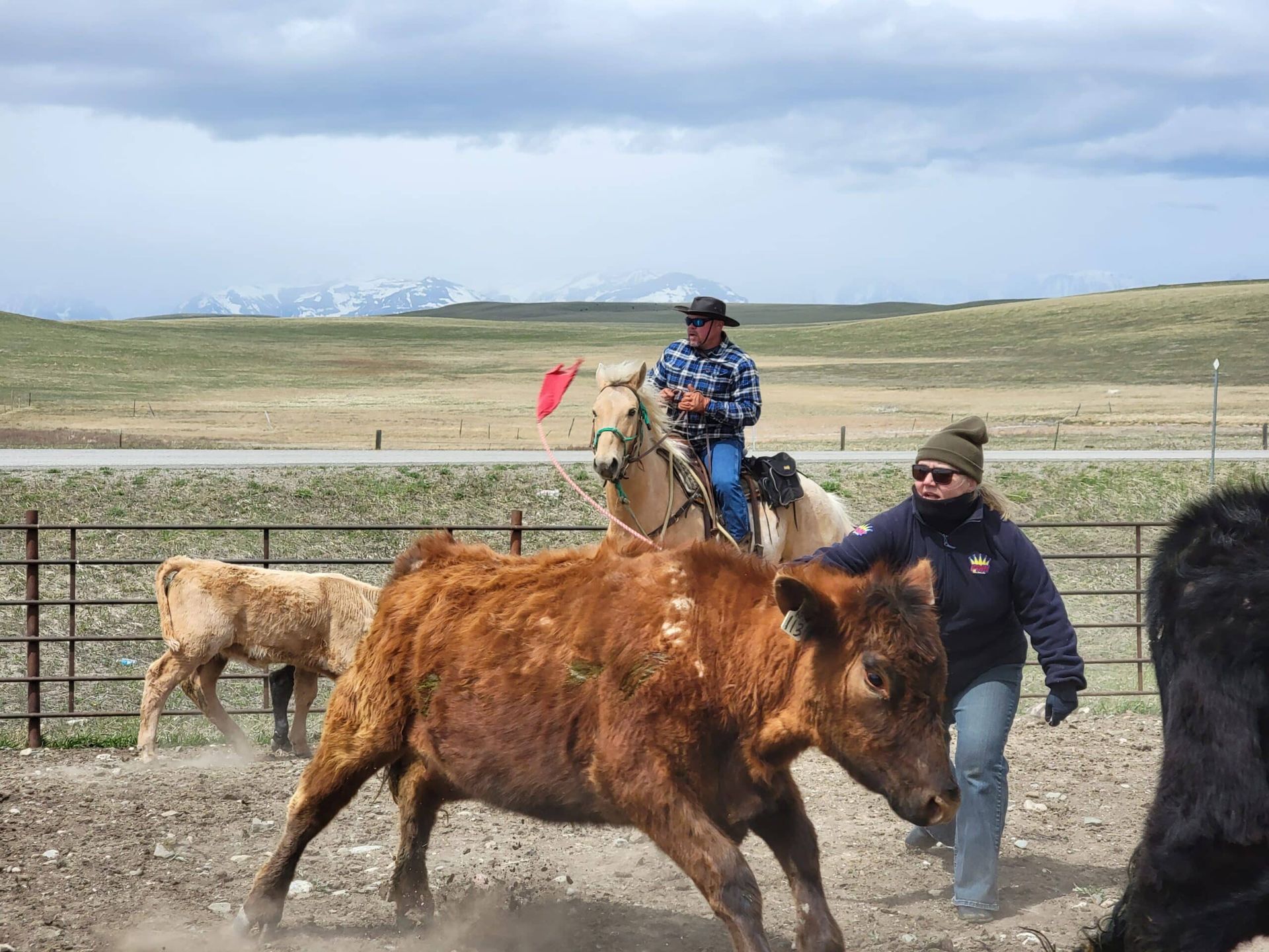 A man riding a horse and a woman standing next to a cow