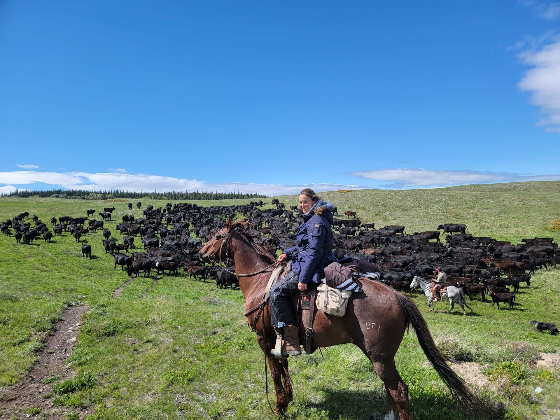 A man is riding a horse in front of a herd of cattle.