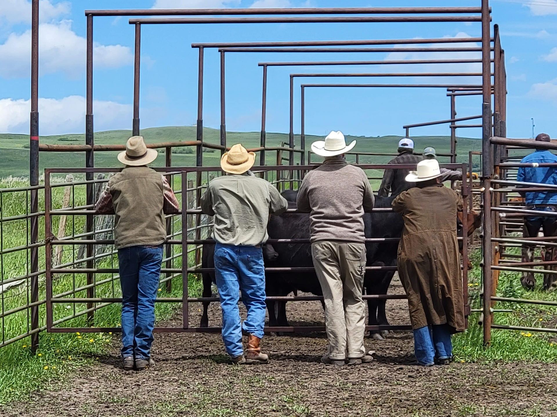 A group of people are standing in front of a fence looking at a cow