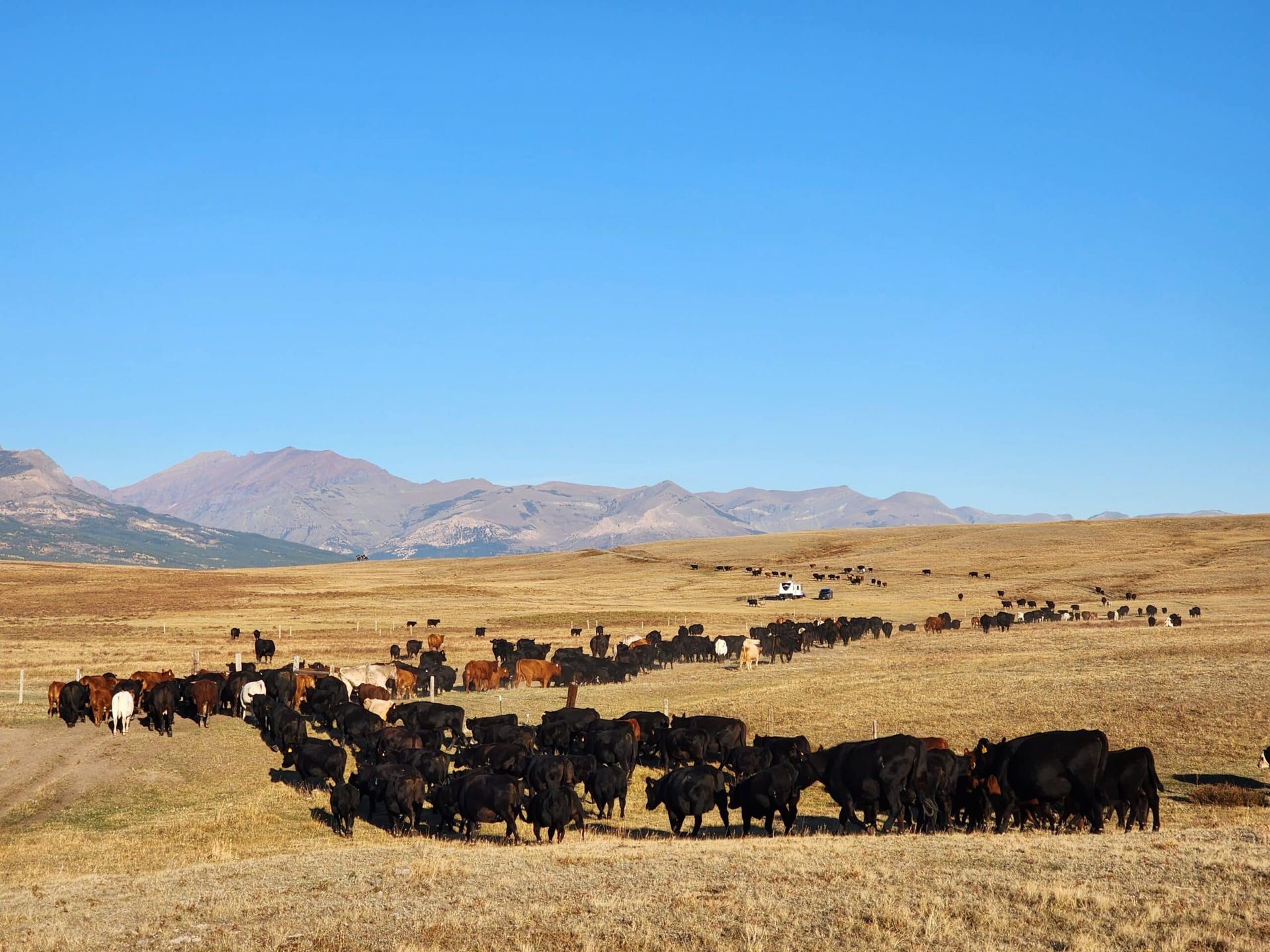 A herd of cows are grazing in a dry grassy field with mountains in the background.