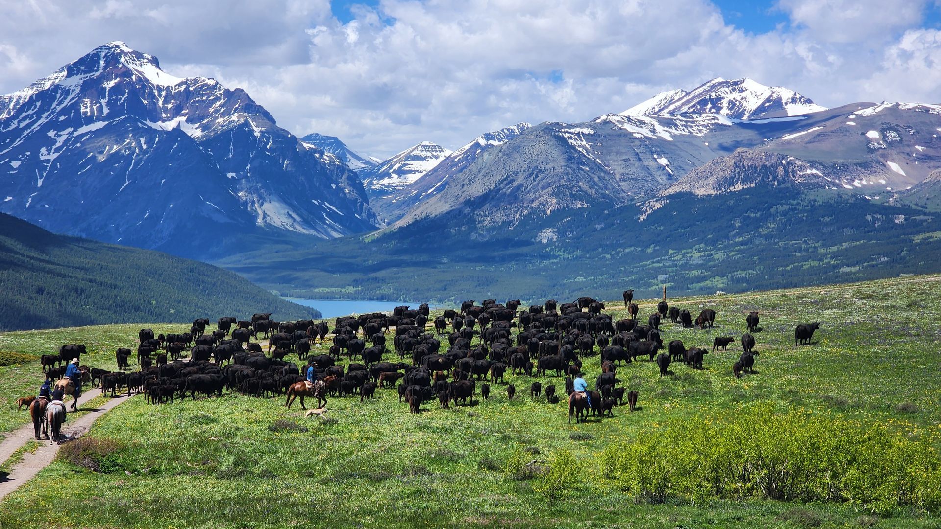 Bear Creek Guest Ranch Montana Cattle Drive
