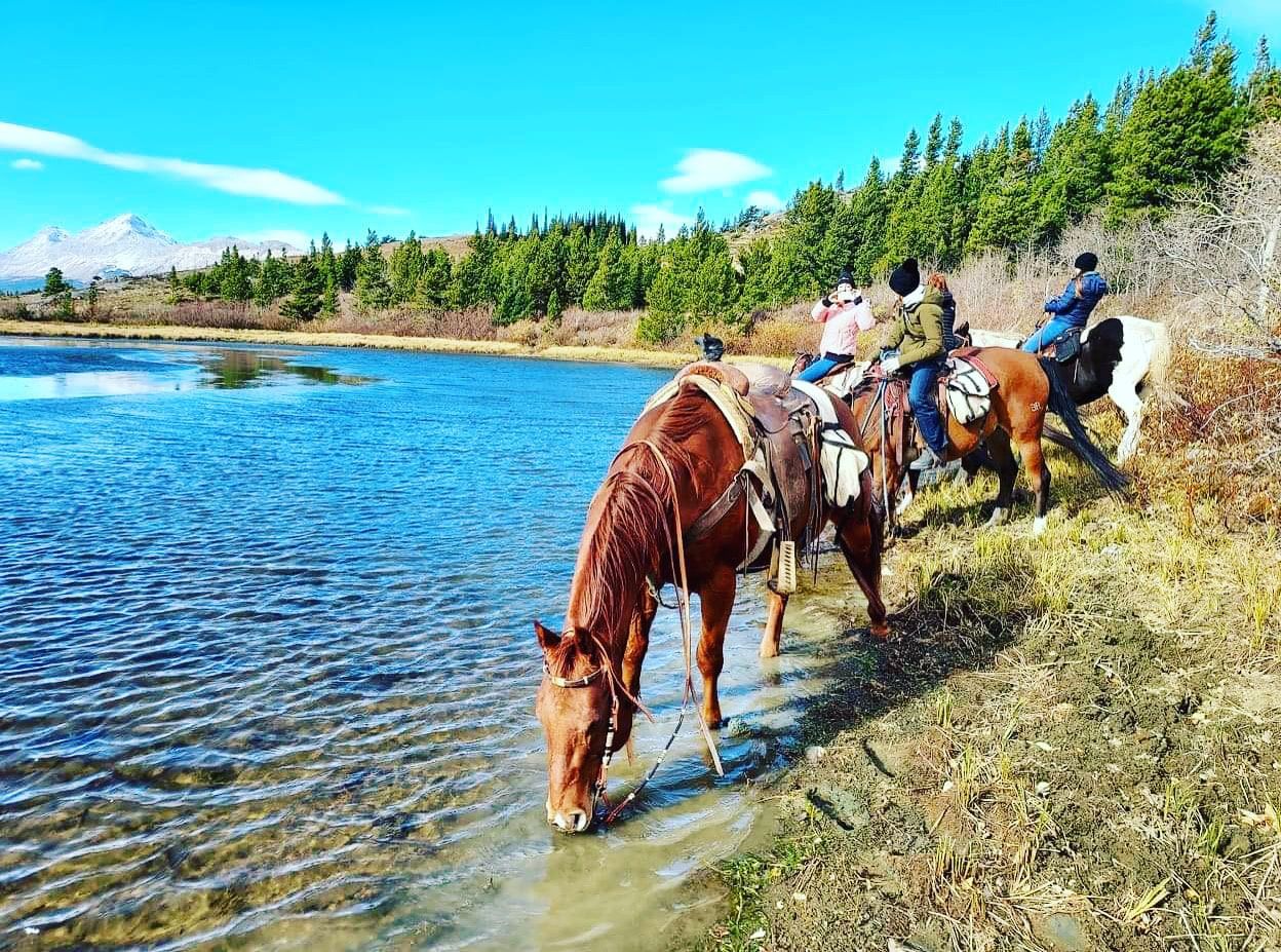 A group of horses are drinking water from a lake.