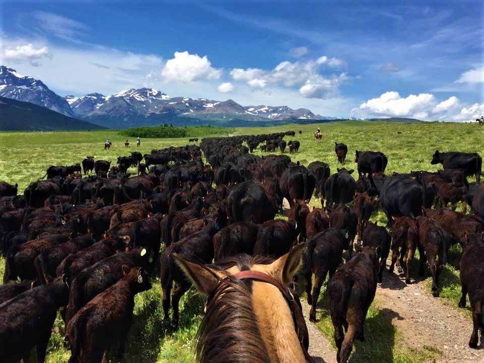 Horseback Vacations Bear Creek Guest Ranch Glacier National Park